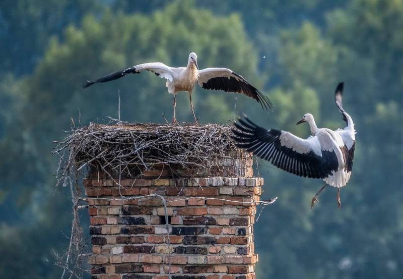 Professional Chimney Animal Removal Services in Universal City, Texas