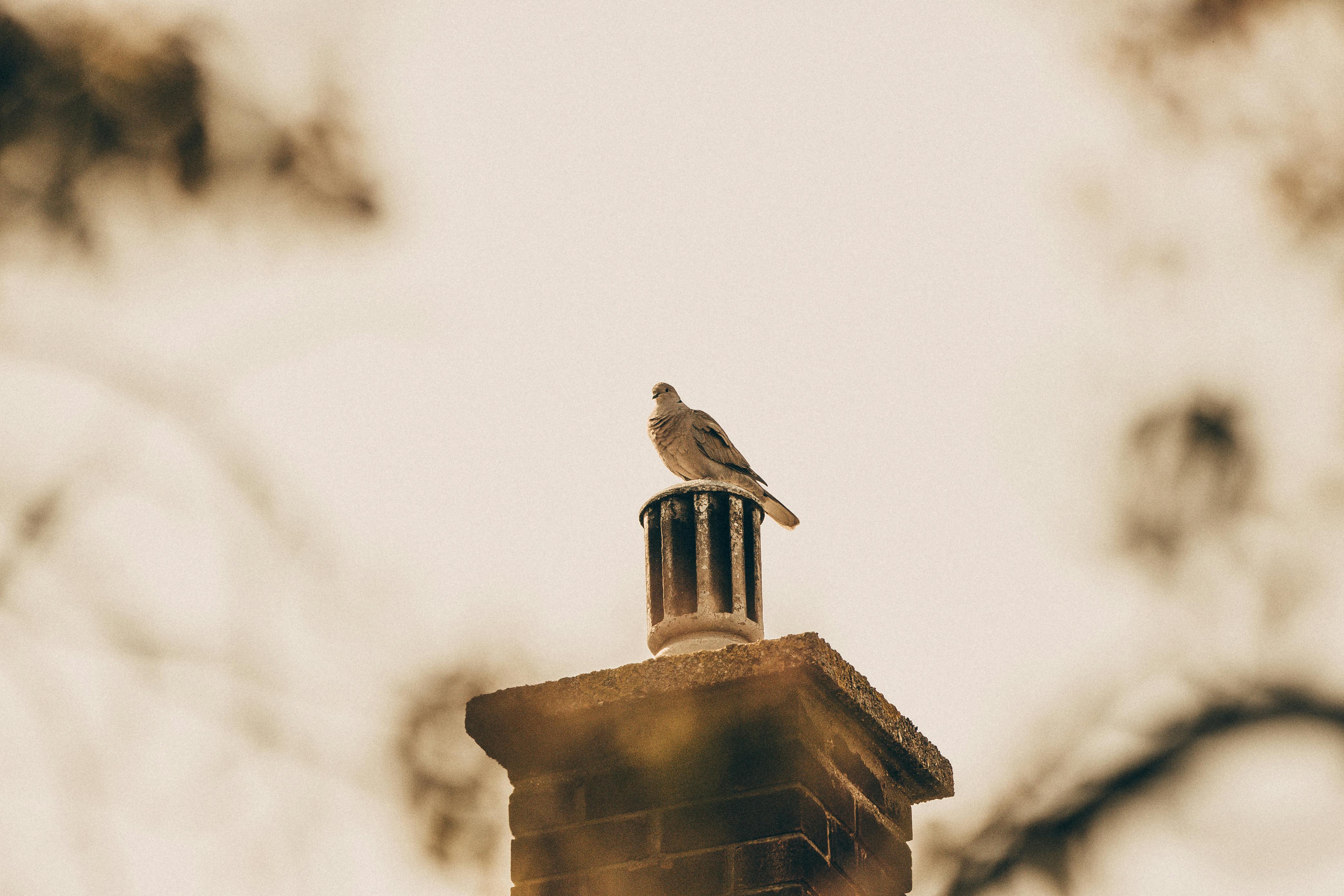 Professional Chimney Cap and Damper In Universal City Texas